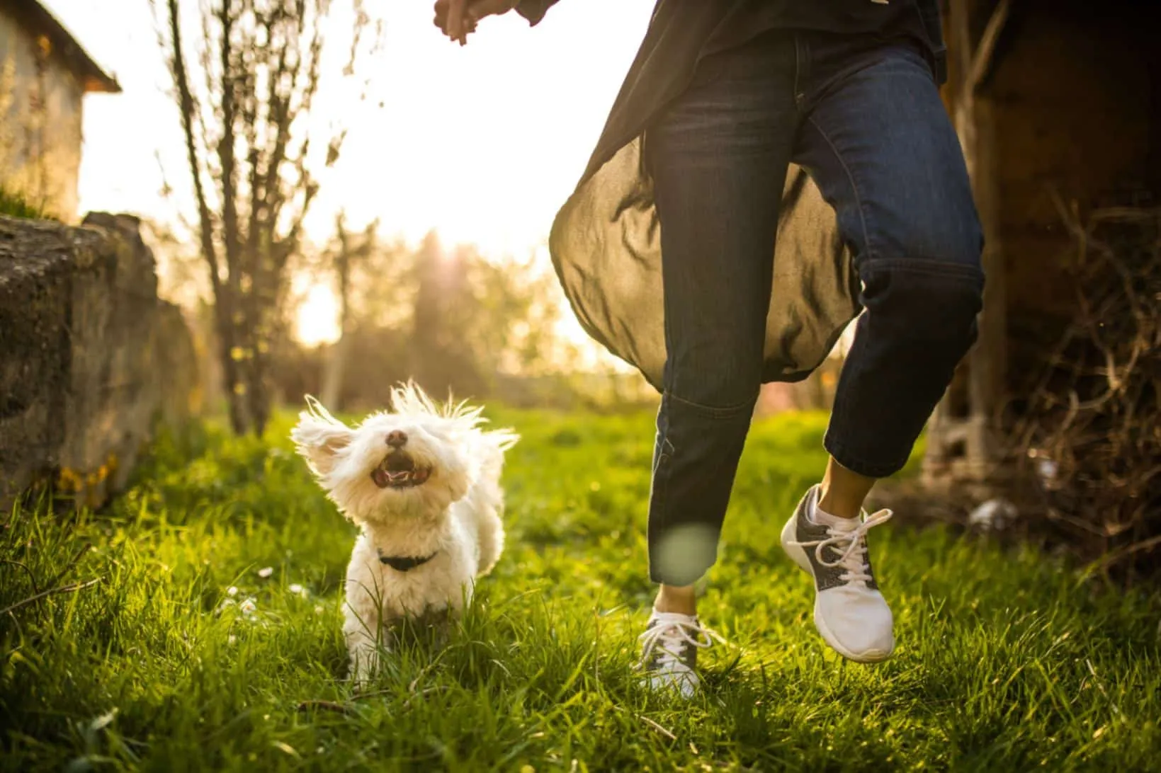 Benefits and Fun for Your Canine Companion