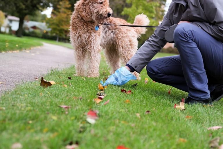Dog Poop Clean Up Made Easy Why You Should Leave It To The Experts