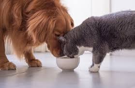 Why More Pet Owners Are Switching to Natural Dog Food