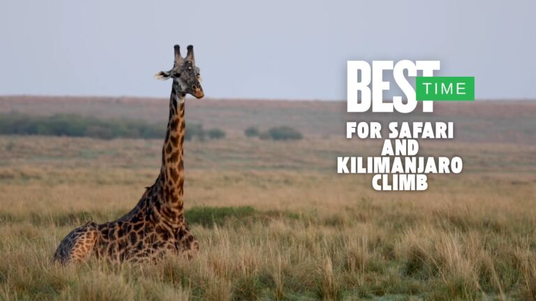 Best Time for Safari and Kilimanjaro Climb