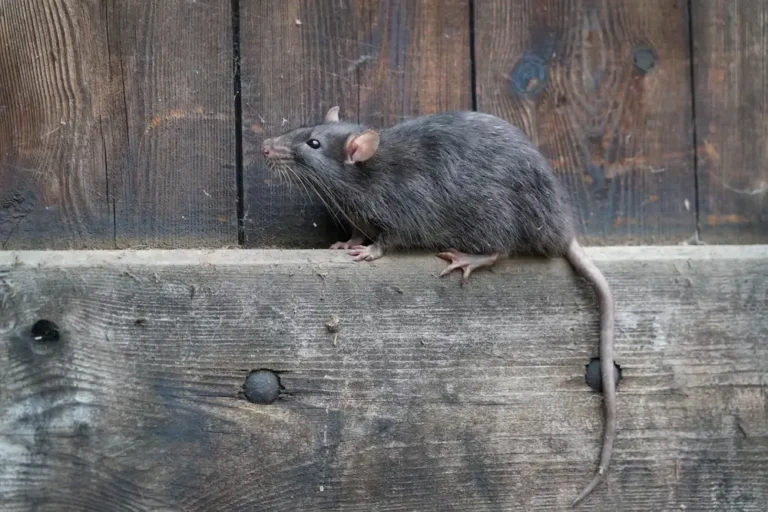 Get Rid of Mice in Norway Common Mistakes to Avoid