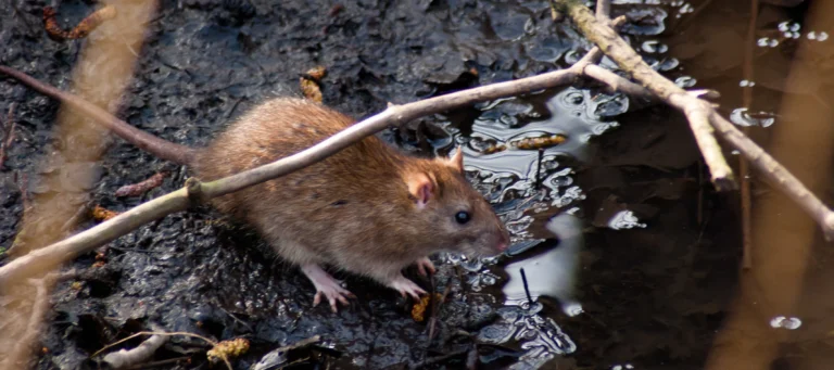 How Rodents Spread Disease and What You Can Do About It