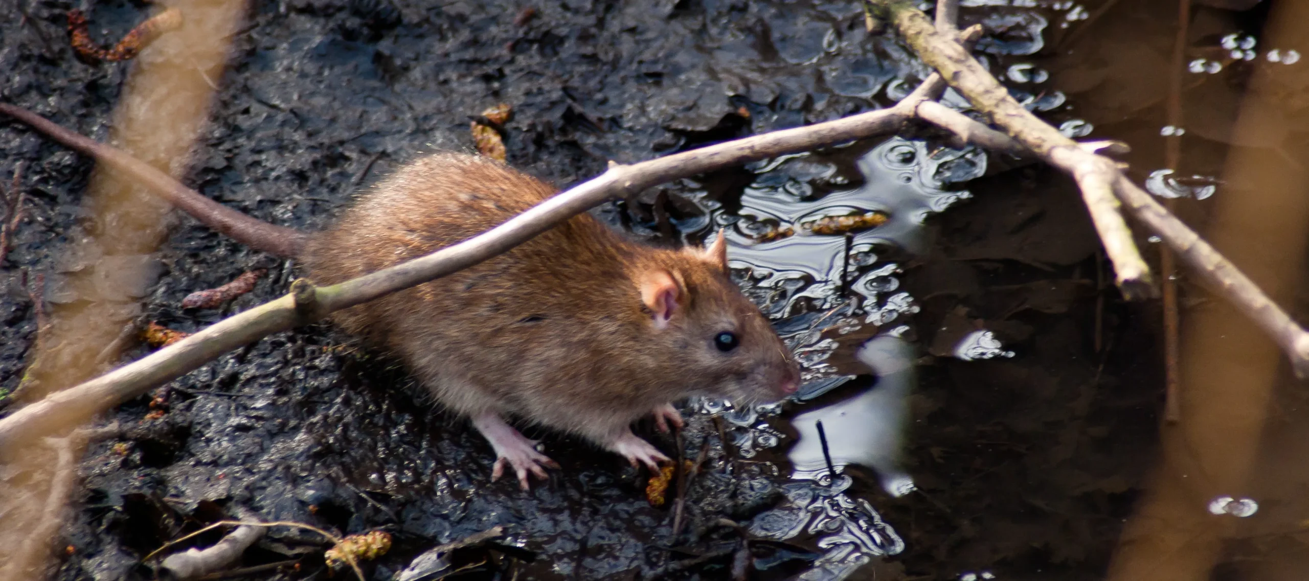 How Rodents Spread Disease and What You Can Do About It