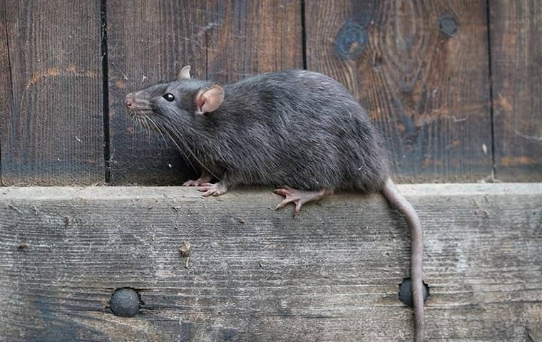 Why Norway's Professional Mouse Extermination is Worth It