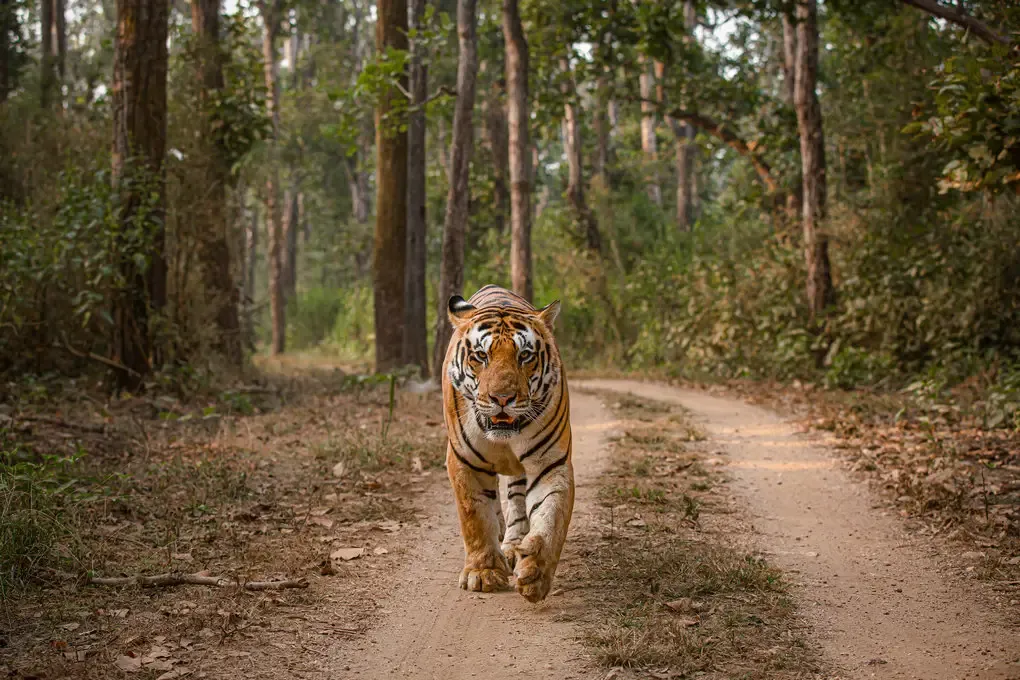 Kanha National Park Safari A Journey Into the Heart of India’s Wilderness