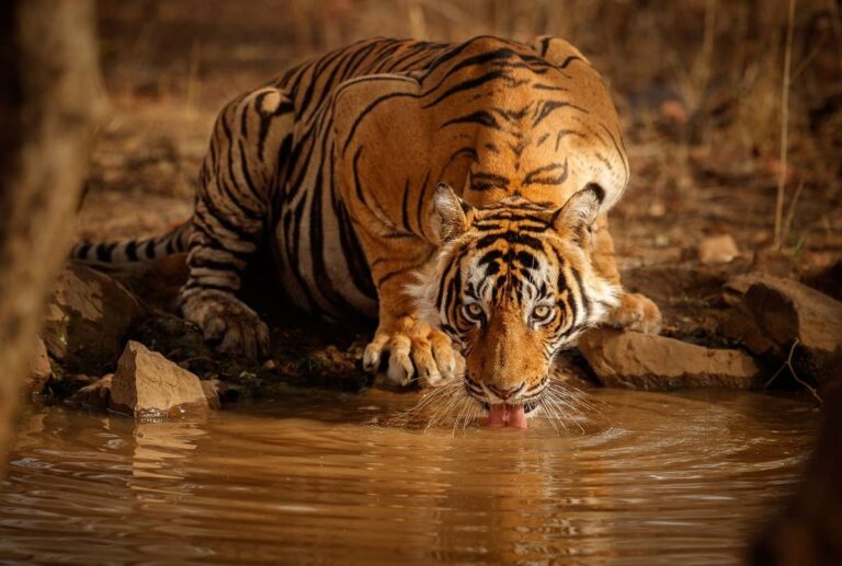Tiger Photography Tours India A Complete Guide to Unforgettable Wildlife Adventures