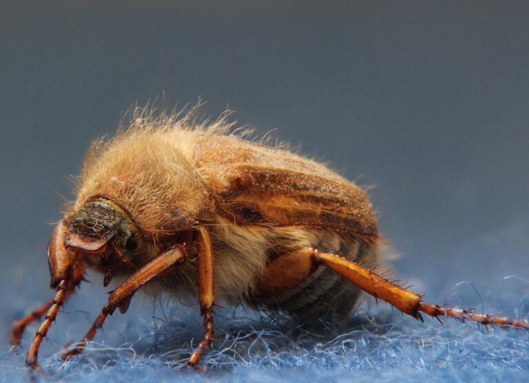 Common Household Insects That Invade Homes in Norway