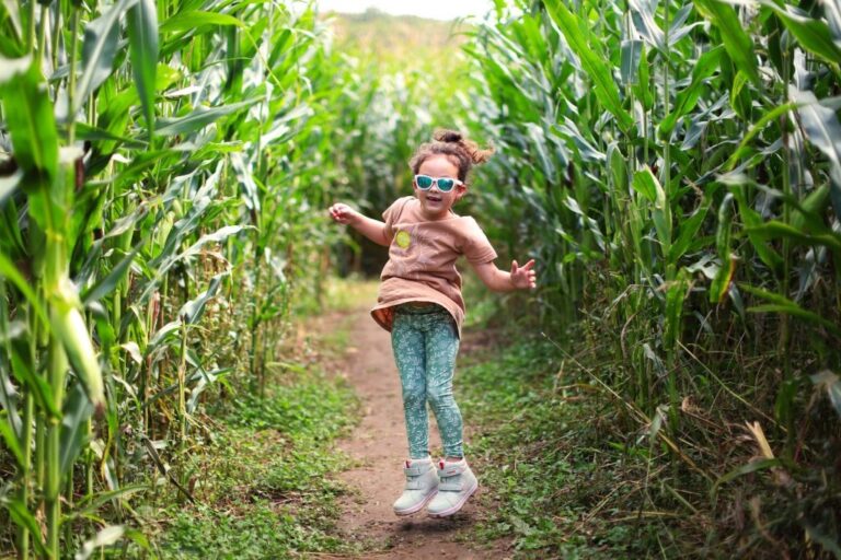 Corn Maze Tips for Navigating and Enjoying Every Visit