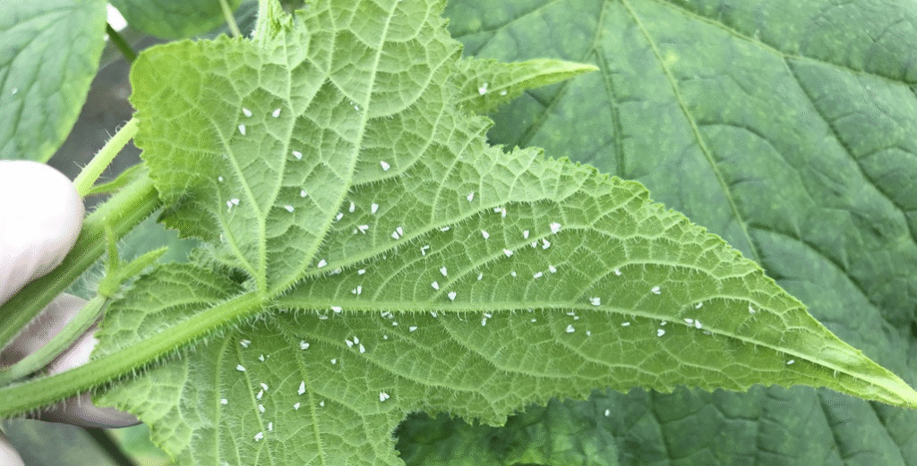 Best Beauveria bassiana Formulations for Whitefly Management in Greenhouse Vegetables