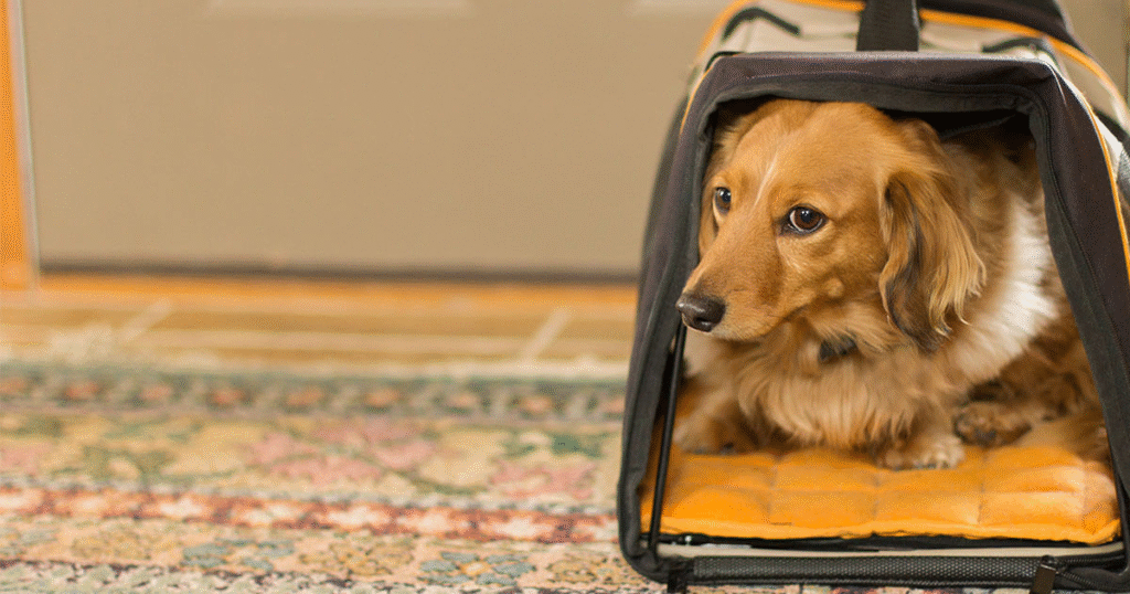 Dog Car Seat