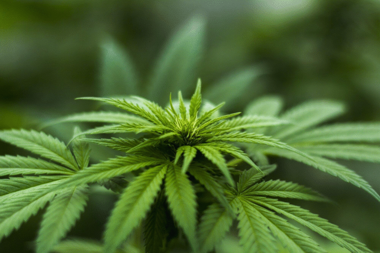 Discover the Buzz: Benefits of Hemp-Derived Edible Treats