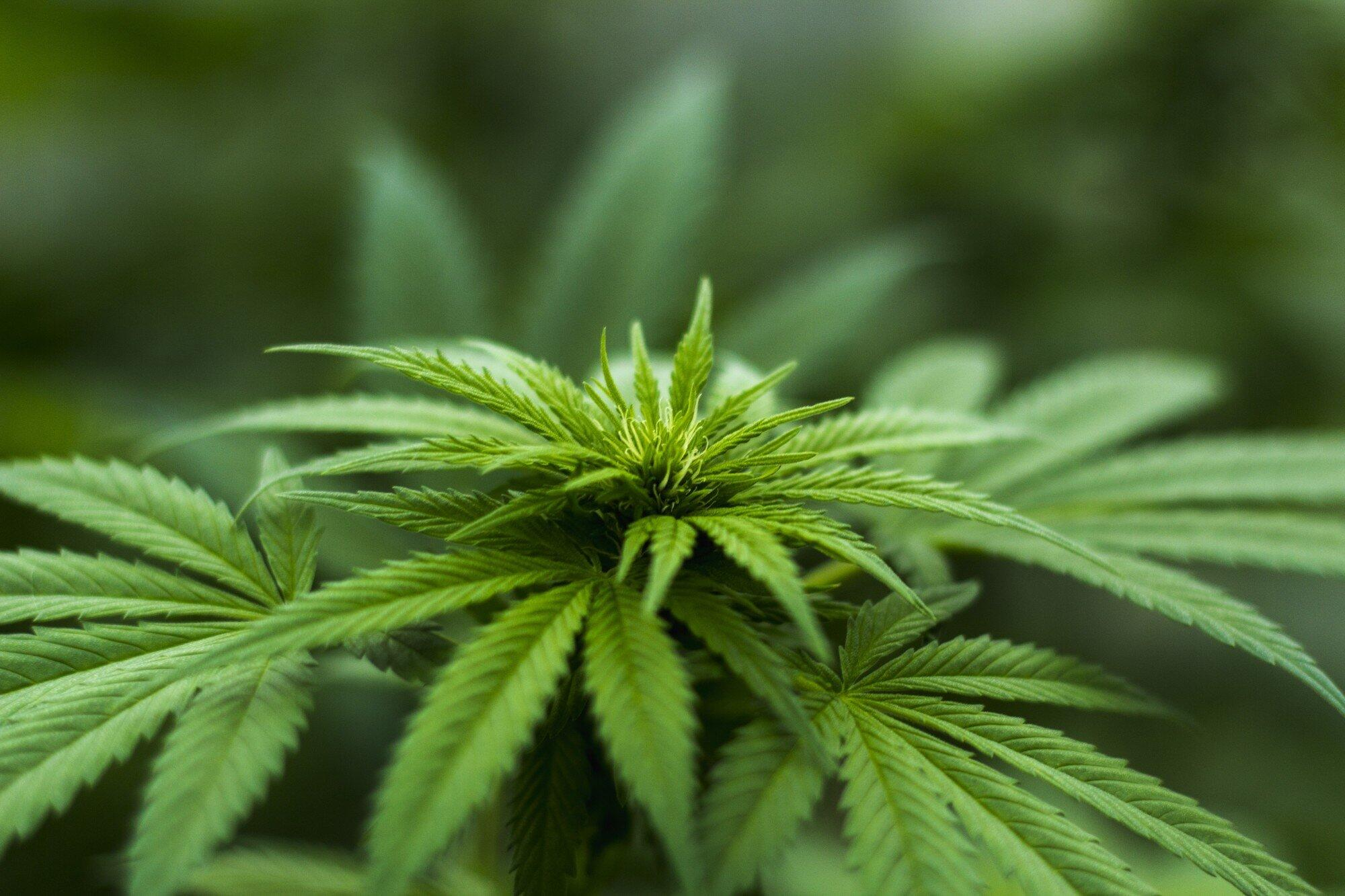Discover the Buzz: Benefits of Hemp-Derived Edible Treats